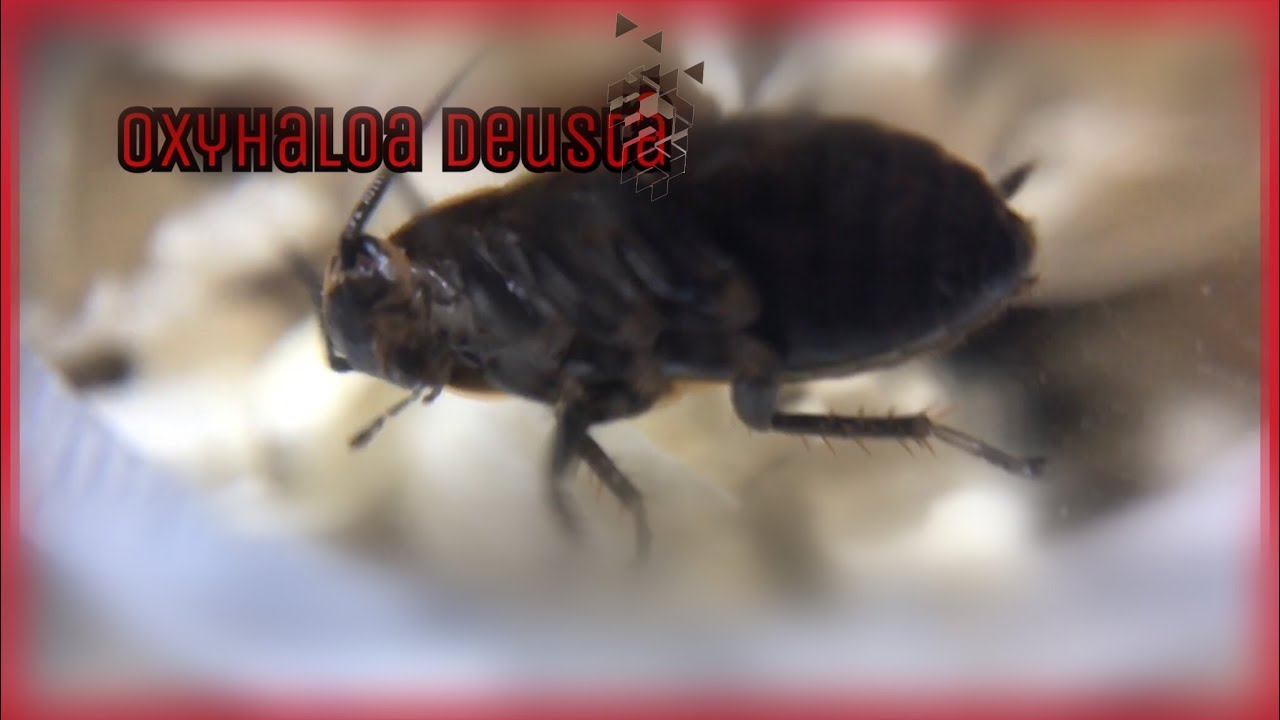 Тараканы Oxyhaloa deusta . Редкость и Красота!