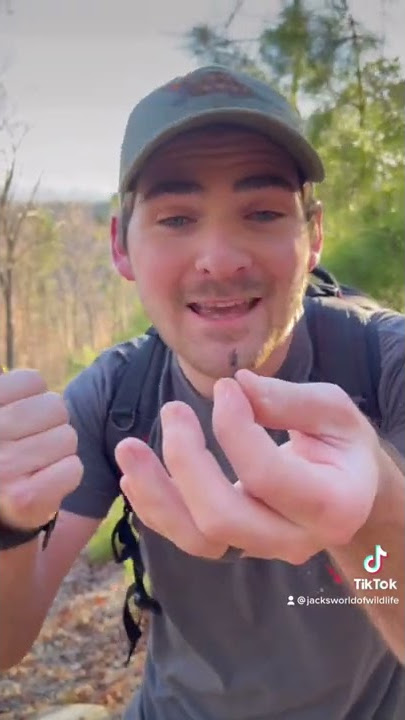 The Daddy Long Legs are HARMLESS?