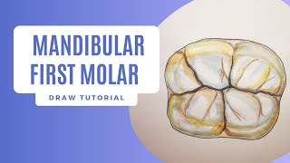 Complete Guide to Dental Anatomy: Drawing the Mandibular First Molar - Dentistry Tutorial