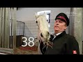 Weltweit ältester Lipizzaner: Neapolitano Nima, 38 Jahre alt