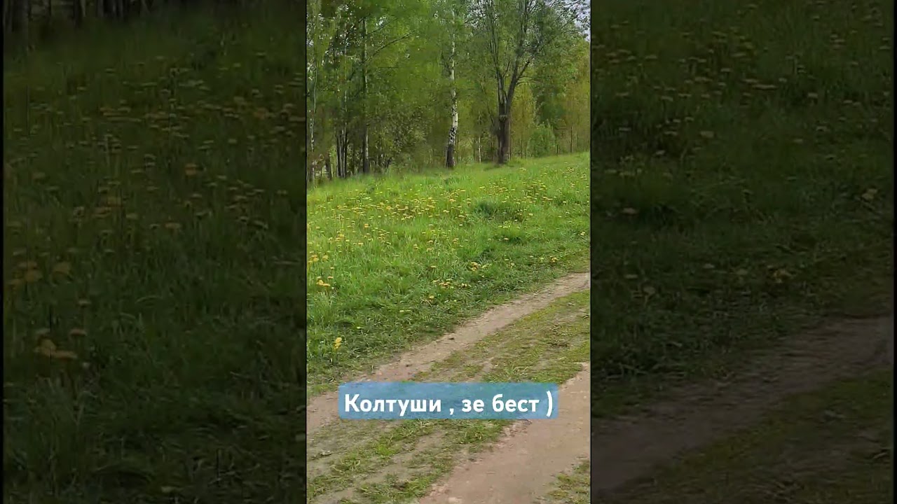 Колтуши, Зе бест , Зе бест Вери гуд