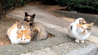 海沿いの道で猫団子を見掛けたので近づいてナデナデしたら一番上にいた子猫が膝に乗ってきた