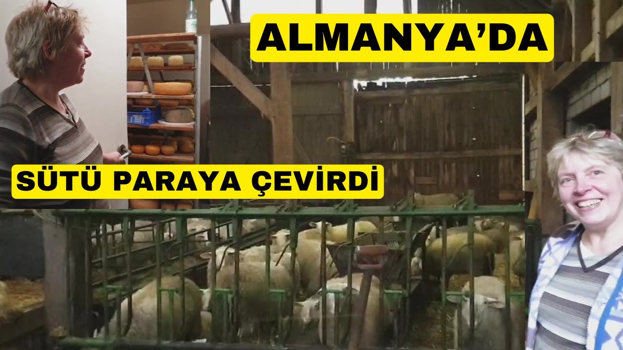DOĞUFRİZ KOYUN SÜTÜNÜ PARAYA ÇEVİRDİ (Almaya'da Para Kazanan Kadın)