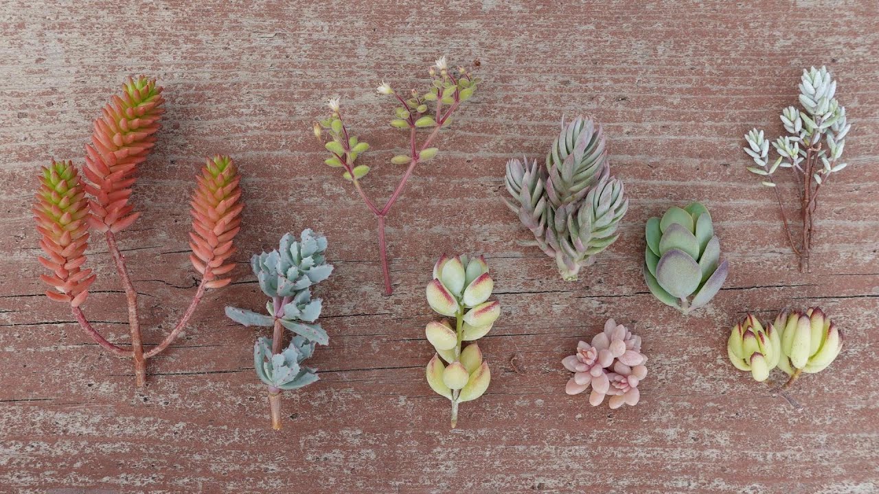 #21【笑顔になれる、おもしろ多肉５選】おもしろ多肉が毎日の生活に笑顔をプレゼントしてくれます。