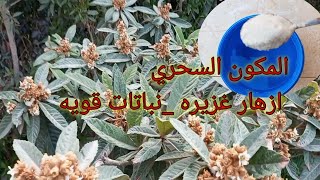 افضل طرق زياده التزهير سماد عالي الفسفور/High phosphorus fertilizer