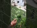 मटर के पौधे में ढेर सारे फूल आ रहे हैं|| #trending #gardening #viral #garden #shorts