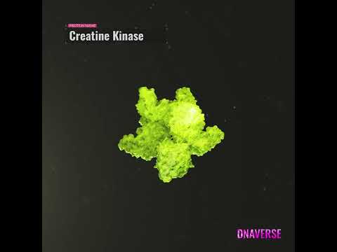 Creatine Kinase - Cryptoproteins