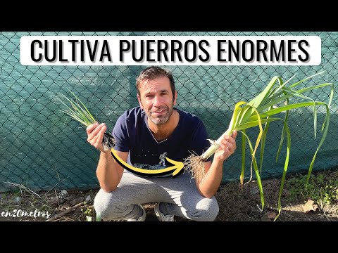 Video: Cosecha de puerros en el jardín: cómo y cuándo cosechar los puerros