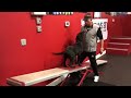 Dog backwards on Teeter Totter???