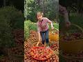 Harvesting lots of delicious mangosteen fruits | Amazing sweet fruit #fruit #mangosteen