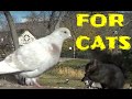 Videos de gatos para ver aves, ardillas, conejos, ardillas, palomas,