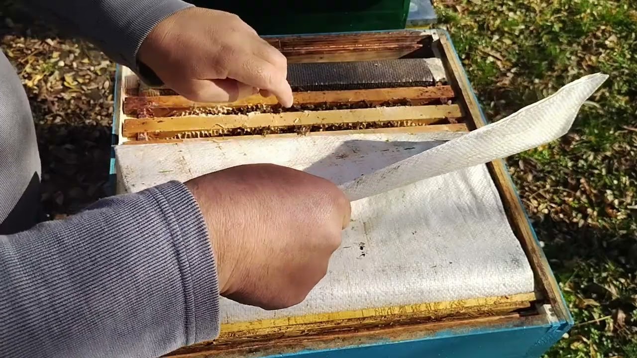 128. Albine la apă, oare găsesc puiet? #miere #polen #apilarnil.