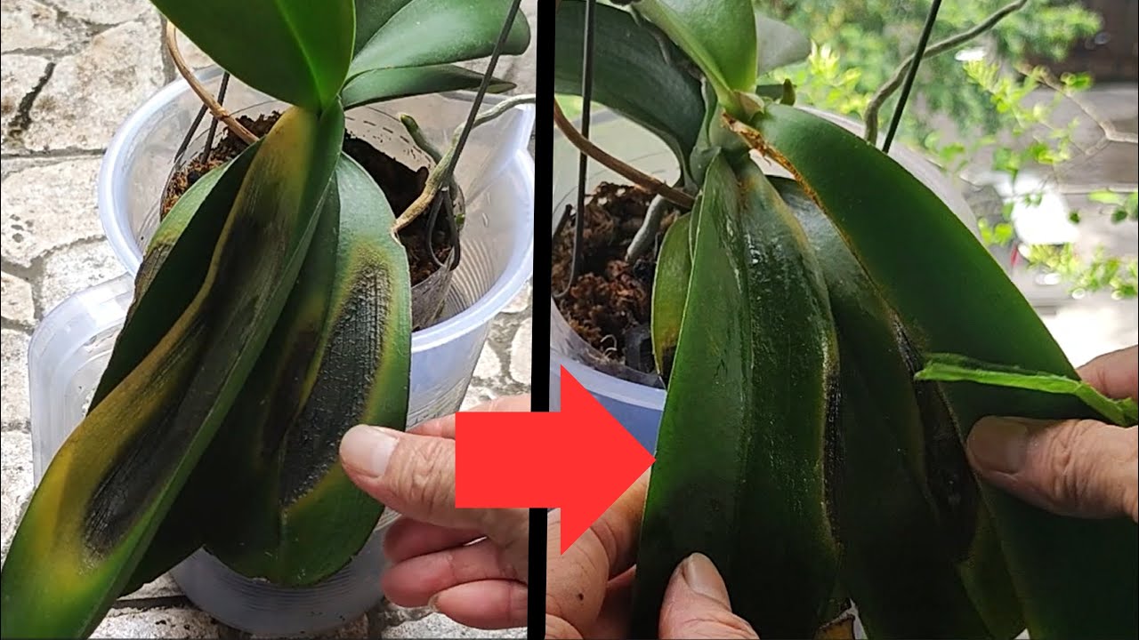 被曬傷的蝴蝶蘭葉片該剪掉？事後如何養護才能讓傷害降到最低？