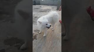 Gulu mulu 🐕🐕 #dogs