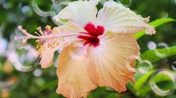 Pohnpei song (kowe kelepw)2021