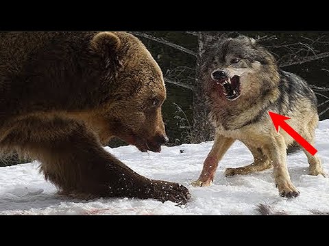 فيديو: ما الحيوانات السامة التي تعيش في روسيا