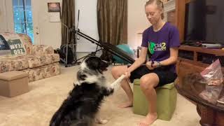 Clicker Training Shake & High Five