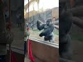 Chilling Eye Contact | Face-to-Face With a Massive Silverback Gorilla #amazinganimals #gorilla