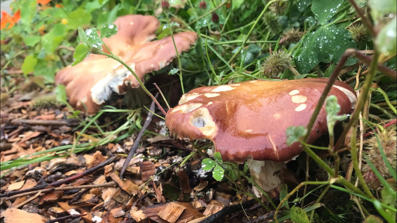 Teaming With Fungi 😁🍄🙏🔥 