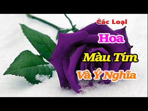 Video Các Loại Hoa Màu Tím Và Ý Nghĩa - youtube