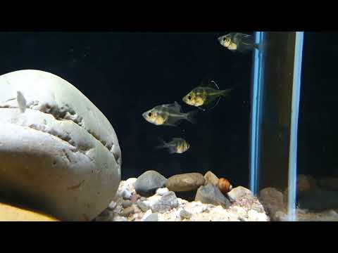 Video: Glasbaars - akwariumvisse