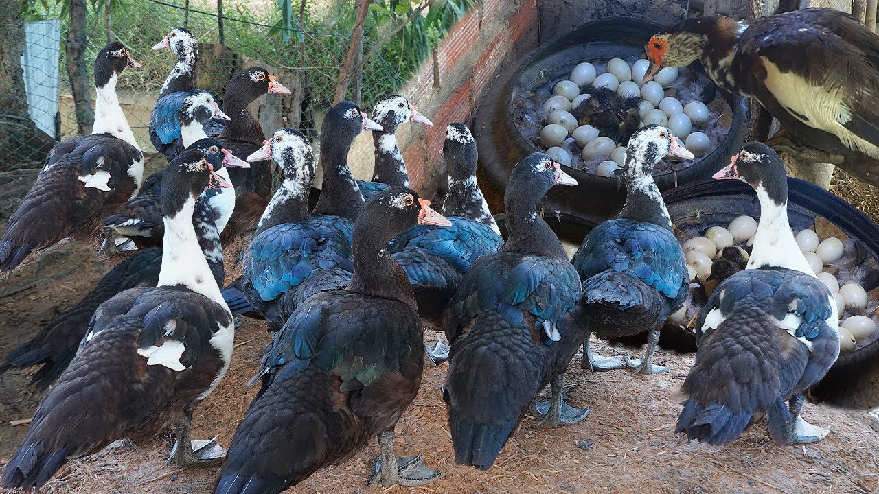 How to Raise Muscovy Ducks Organically | Eggs & Meat from Happy Ducks