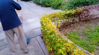 13424, Cielo Escarchado Tsunami 360, Año Nuevo, Nadie Envalla, Carro Plomo D, Verde I, 60S, Pollos