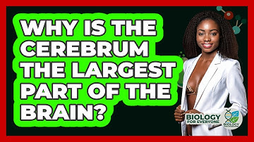 Why Is The Cerebrum The Largest Part Of The Brain? - Biology For Everyone