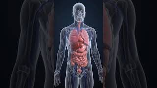 What Obesity Does to Your Body — The Inside Story