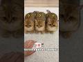 Si Bontot Potong Kuku Shortsfeed Cat Kucing Shorts Si Bontot Potong Kuku Shortsfeed Cat Kucing Shorts