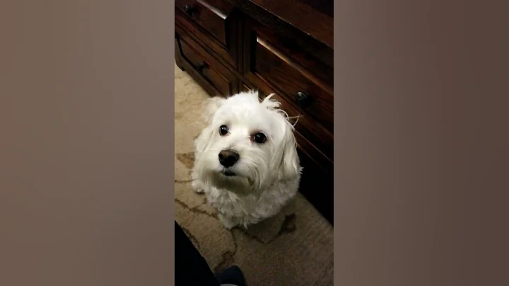 Max the Coton getting "Tough Love"