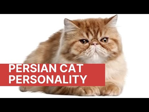 Persian cat personality || Five Personality Traits of the Persian Cat