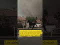 Desesperada huida de unos caballos por los incendios en el suroeste de Francia