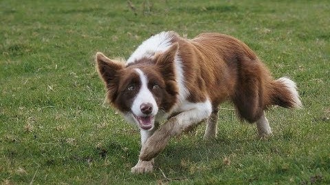 Why not to get a border collie