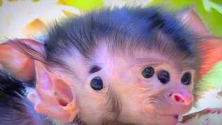 Pure Heart Touching – Monkey Mother \u0026 Baby Love Story 🥰🐒
