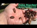 Unboxing Dubia Roaches - The Critter Depot