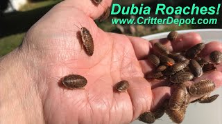 Unboxing Dubia Roaches - The Critter Depot