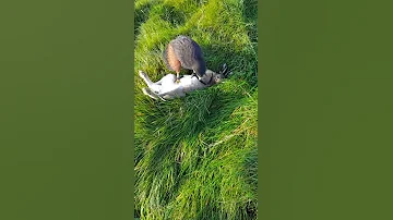 Xena 1st Hare Nov 2019 