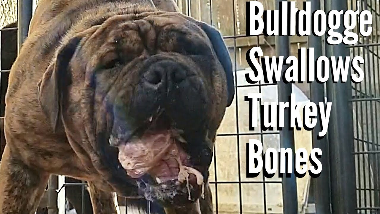 Raw Turkey Carcass Stock