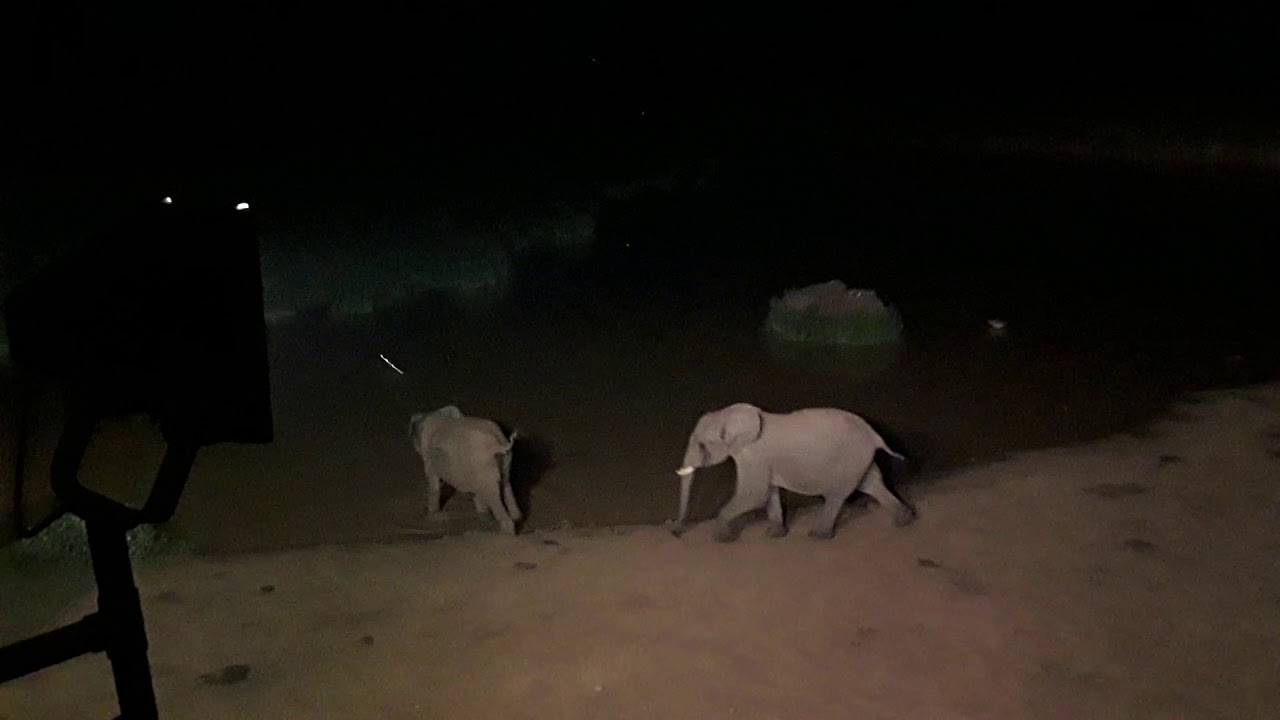 Nightime at The Ark, Kenya YouTube