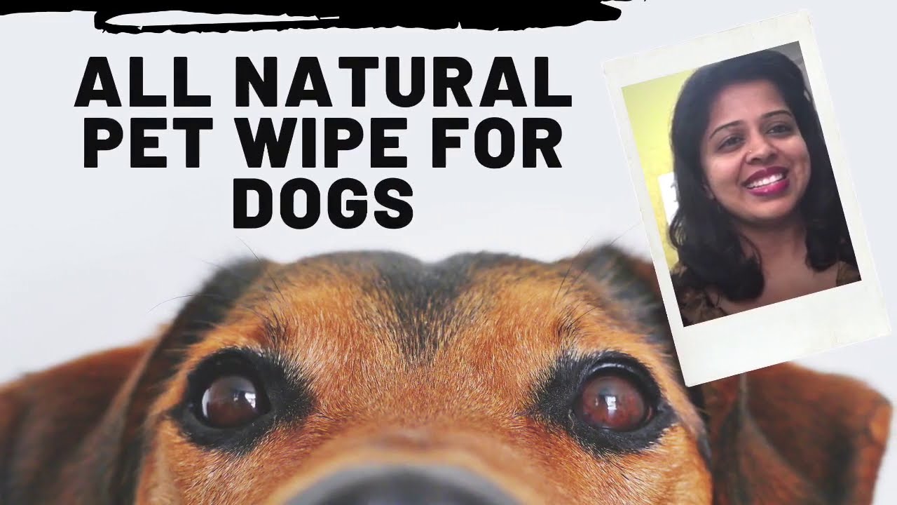 Pet wipe Natural, homemade Pet wipe for your furry friends! YouTube