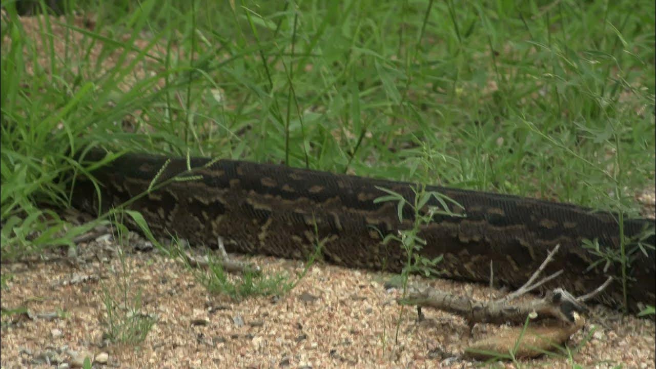 African Python Crossing the Road & Spotted Near S3 -Skukuza area. - YouTube