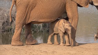 Tiny Baby Elephant With A Careful Mom, Madikwe, South Africa