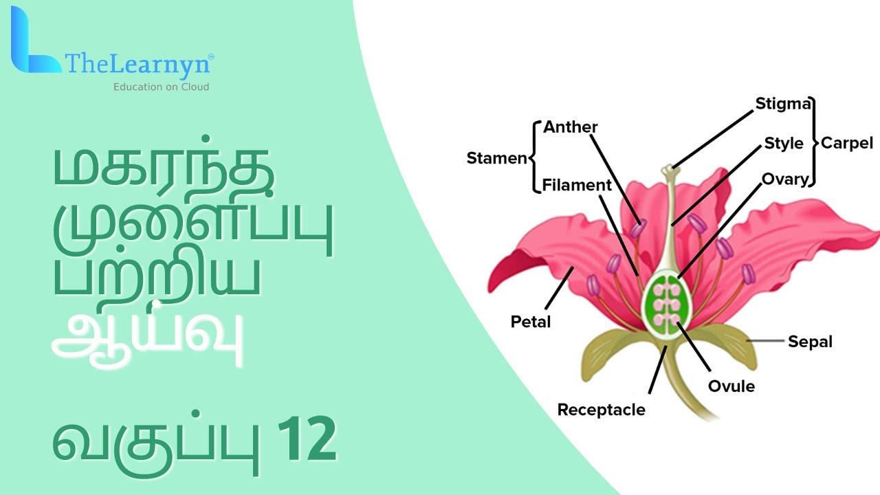 pollen-germination-experiment-class-12-tamil-biology-thelearnyn