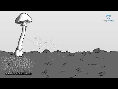 Video: ¿Sabes cuánto crecen los hongos?