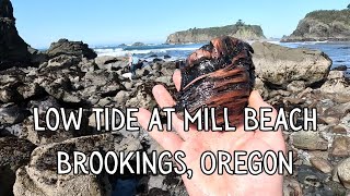 More Strange Creatures and Odd Finds at Mill Beach Low Tide - Brookings OR - PNW Exploration 2024