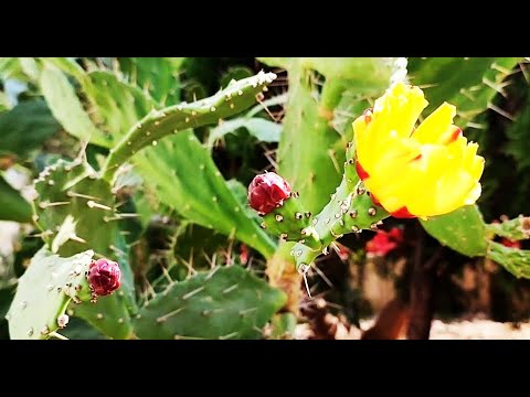 Video: What Is A Barbary Fikon - Att odla Barbary Fikonväxter i trädgården
