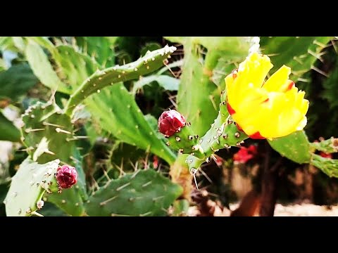 Video: Visar opuntia adventiva embryon?