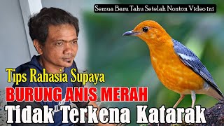CEGAH SEBELUM TERLAMBAT..!!! TIPS ANIS MERAH SUPAYA TIDAK KATARAK || ANIS MERAH KATARAK BISA SEMBUH