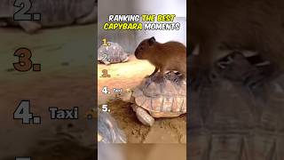Ranking The Best Capybara Moments
